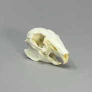 Cottontail Rabbit (eastern) Skull Replica