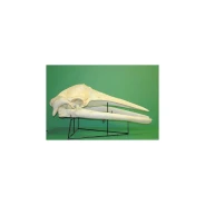 Minke Whale Skull Replica