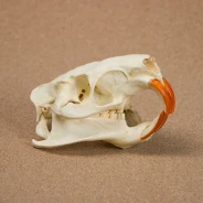 Nutria (Coypu) Skull Replica