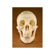 Human Skull Replica