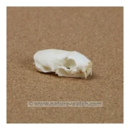 Weasel/Ermine Skull Replica