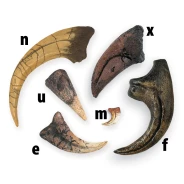 Dinosaur Claw Replica Set (6 Claws)