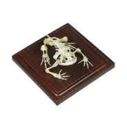 Toad Skeleton Display