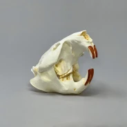 Beaver Skull Replica