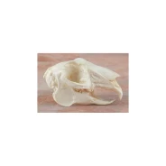 Jack Rabbit Skull Replica