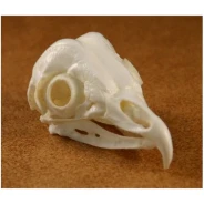 Barn Owl Skull Replica