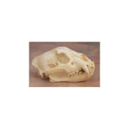 Jaguar Skull Replica