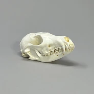 Fox (Red) Skull Replica