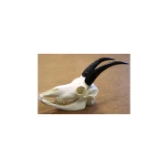 American Mountain Goat Skull Replica