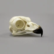 Snowy Owl Skull Replica