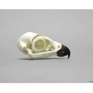 Peregrine Falcon Skull Replica