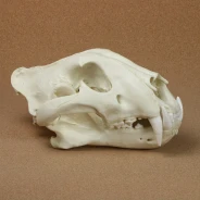 Bengal Tiger Skull Replica