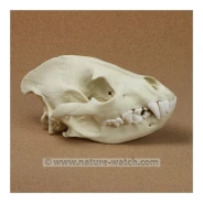 Hyena Skull Replica