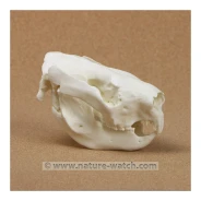 Koala Skull Replica