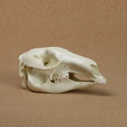 Red Kangaroo Skull Replica