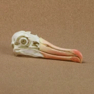 Black-browed Albatross Skull Replica