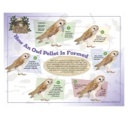 How An Owl Pellet is Formed Poster-New Version
