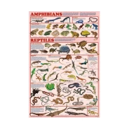 Amphibians & Reptiles Poster