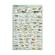 Fish Poster