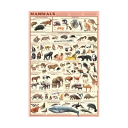 Mammals Poster