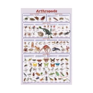 Arthropods Poster