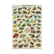 Frogs and Toads Poster